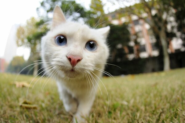 Gato blanco con bigote Mira a la cámara