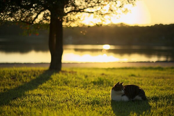 Sosta mattutina, il gatto giace in un prato al sole