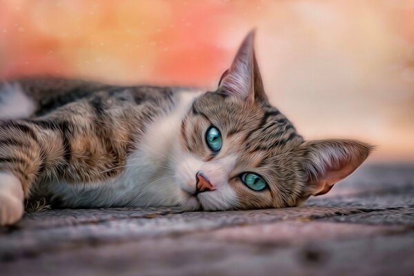 A tired cat looks with green-blue eyes