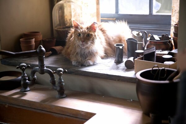 Große rothaarige Katze am Fenster