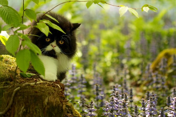 Pelzige, traurige Katze auf einem Hügel im Wald