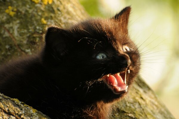 Pequeño gatito negro maullando en un árbol