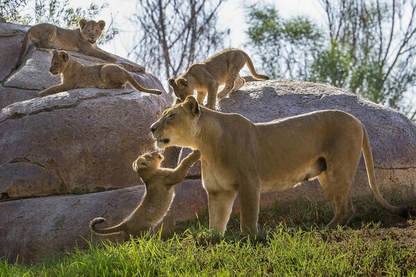 Lion cubs next to their mother