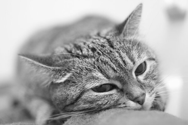 Mundo en blanco y negro: el estado de ánimo del gato para dormir