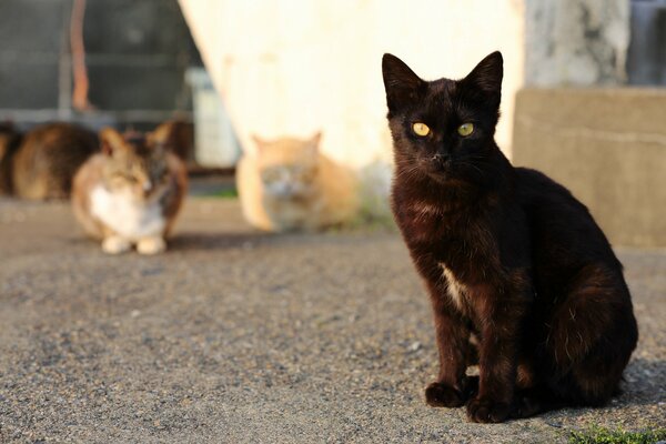 Reunión de gatos callejeros en el sol