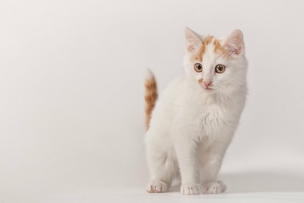 The little white kitten is surprised