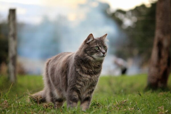 Gato peludo caminando en la hierba