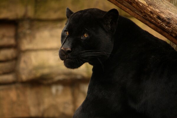 Pantera negra gira la cabeza