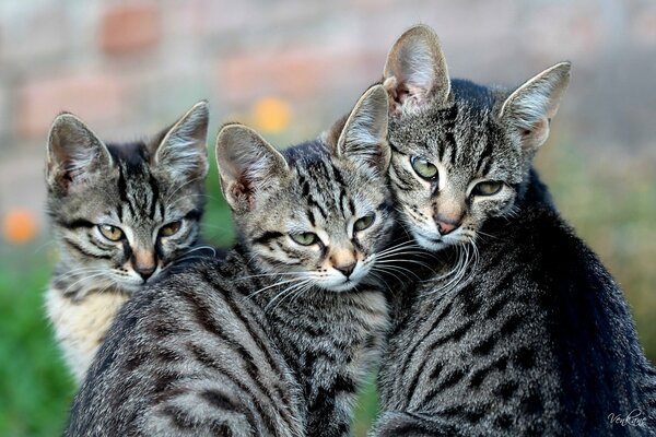 Zdjęcie dnia matka kotka i dwa kotki