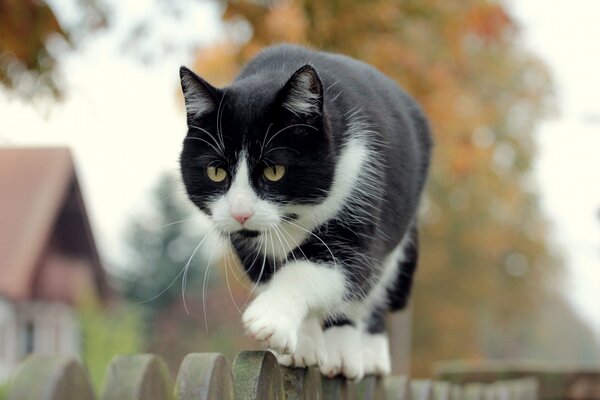 Gato blanco y negro caminando por la valla fondo borroso