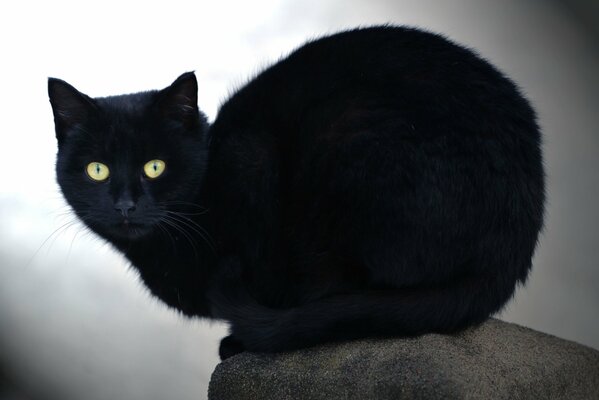 Schwarze Katze auf einem Stein