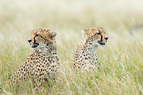 Two cheetahs sitting in the grass