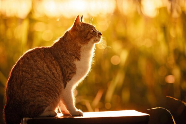 A cat in the sun on a summer morning