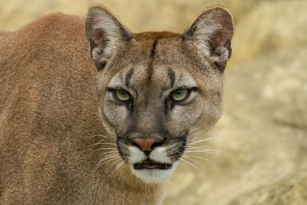 A mountain cat is a cougar cougar