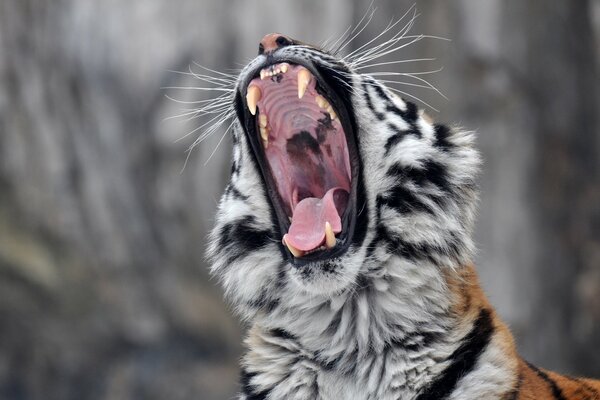 El tigre de Amur bosteza, la boca con los colmillos de cerca