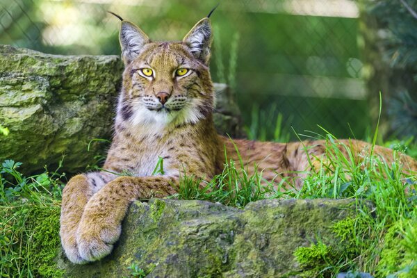 Gatto di bellezza con uno sguardo affascinante