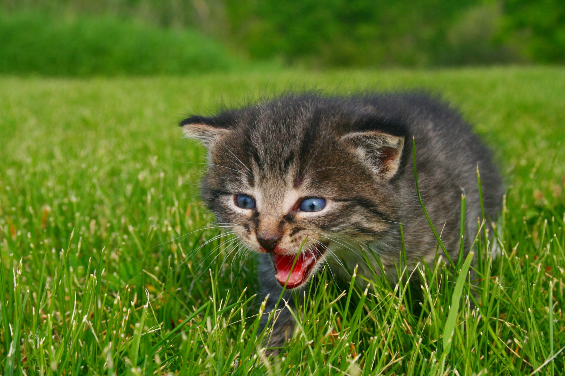 llamada para mamá animales gatito llamada para mamá naturaleza hierba vegetación foto ojos azul siseo