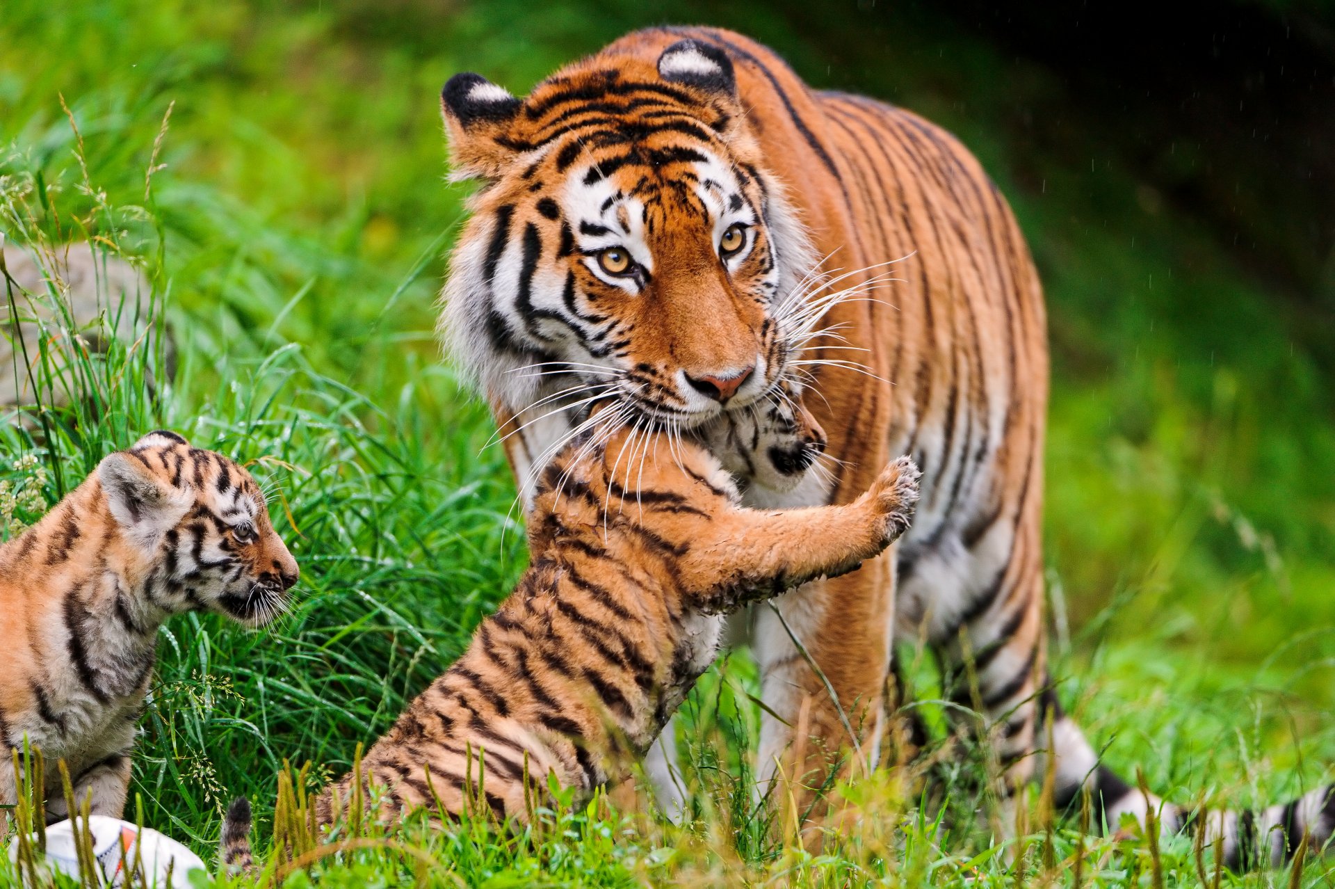 tiger katzen tiger familie amur gras ©tambako der jaguar