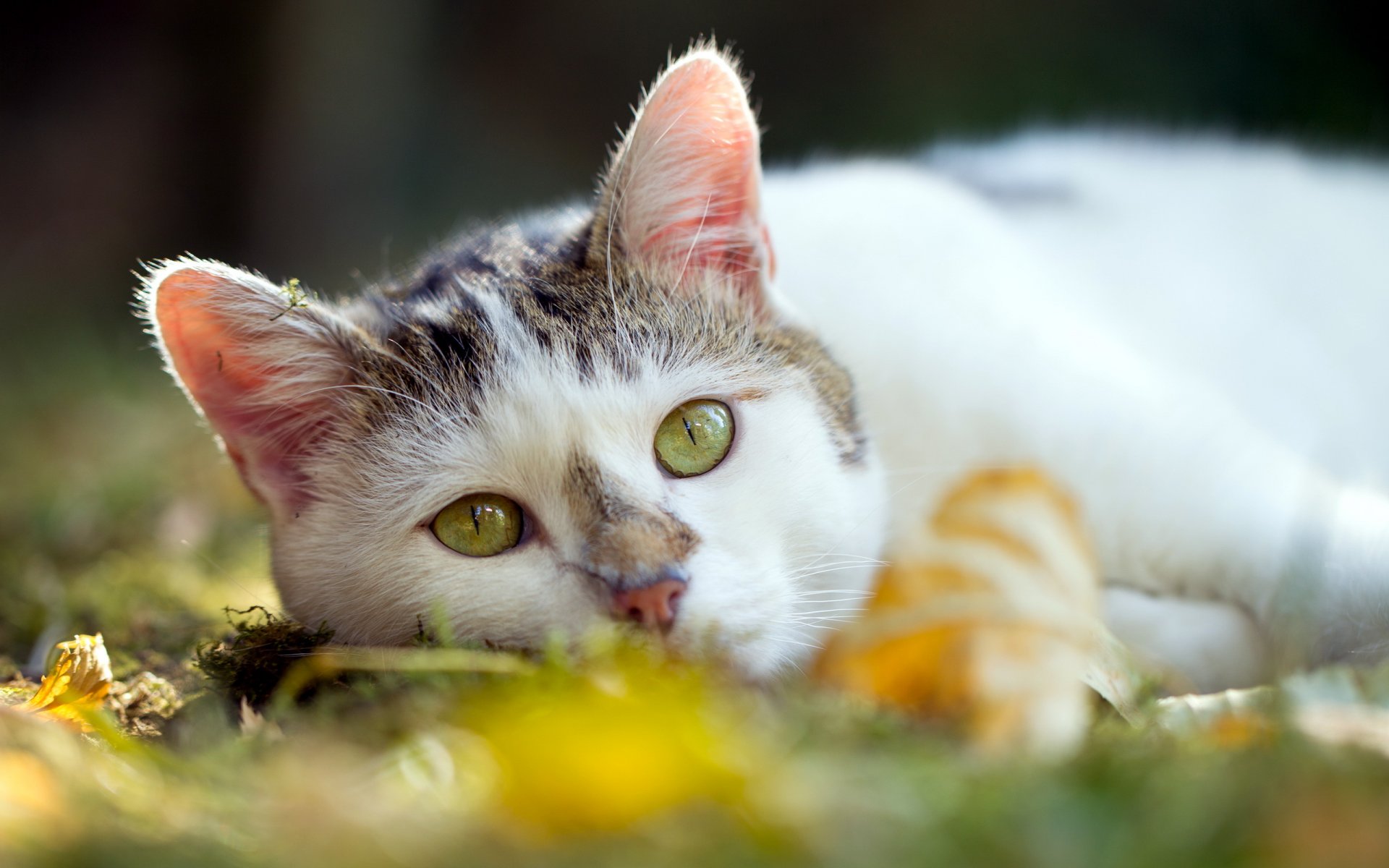 chat été fond