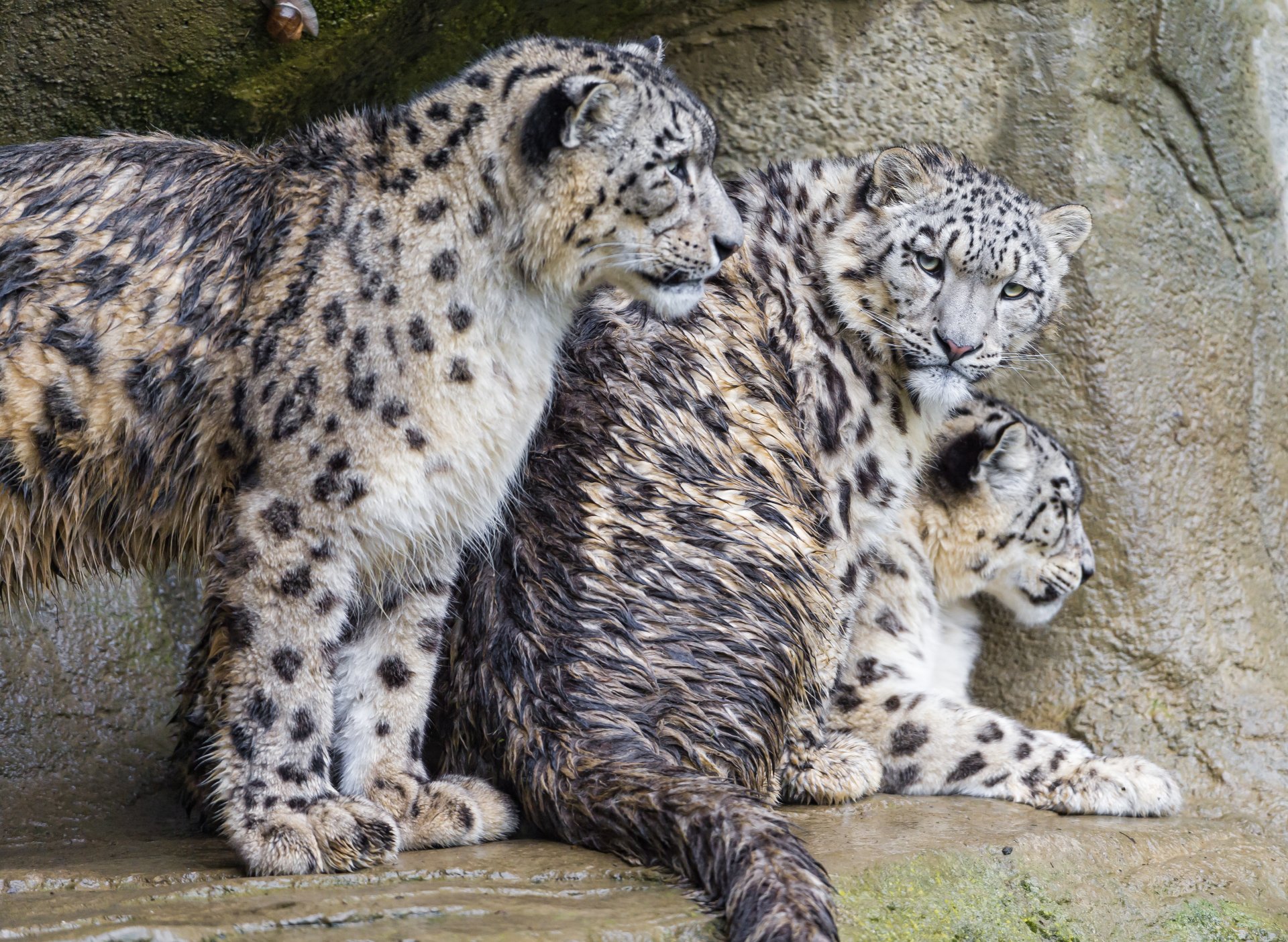 leopardo delle nevi irbis gatti trinità famiglia bagnato ©tambako the jaguar