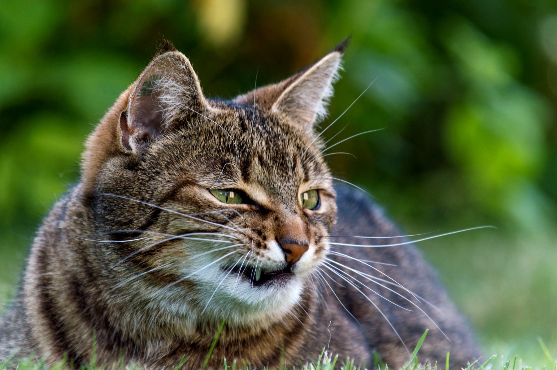 katze gestreift wütend schnurrbart schnauze eckzähne katze gras grüns