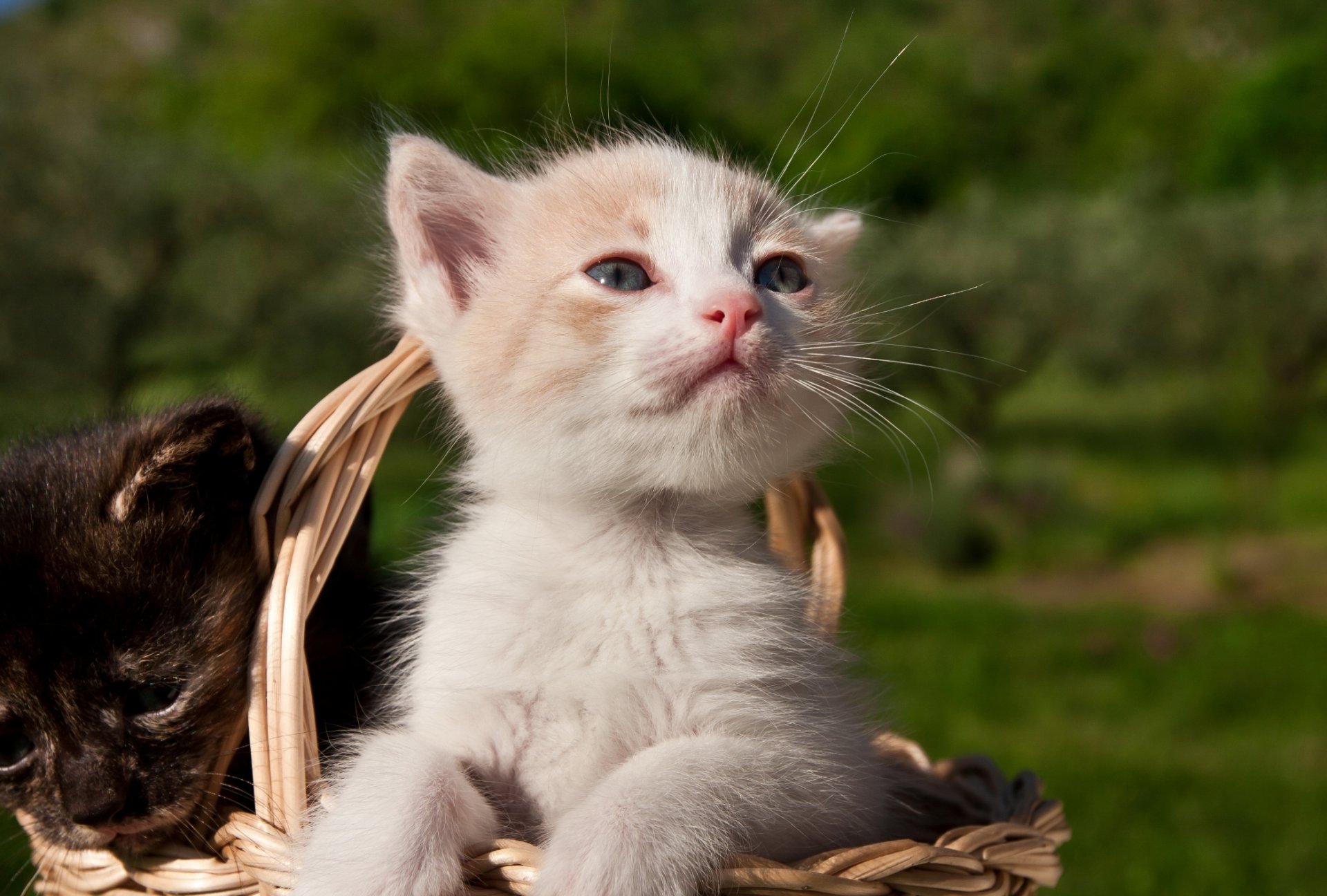 gattini cestino bambini piccoli