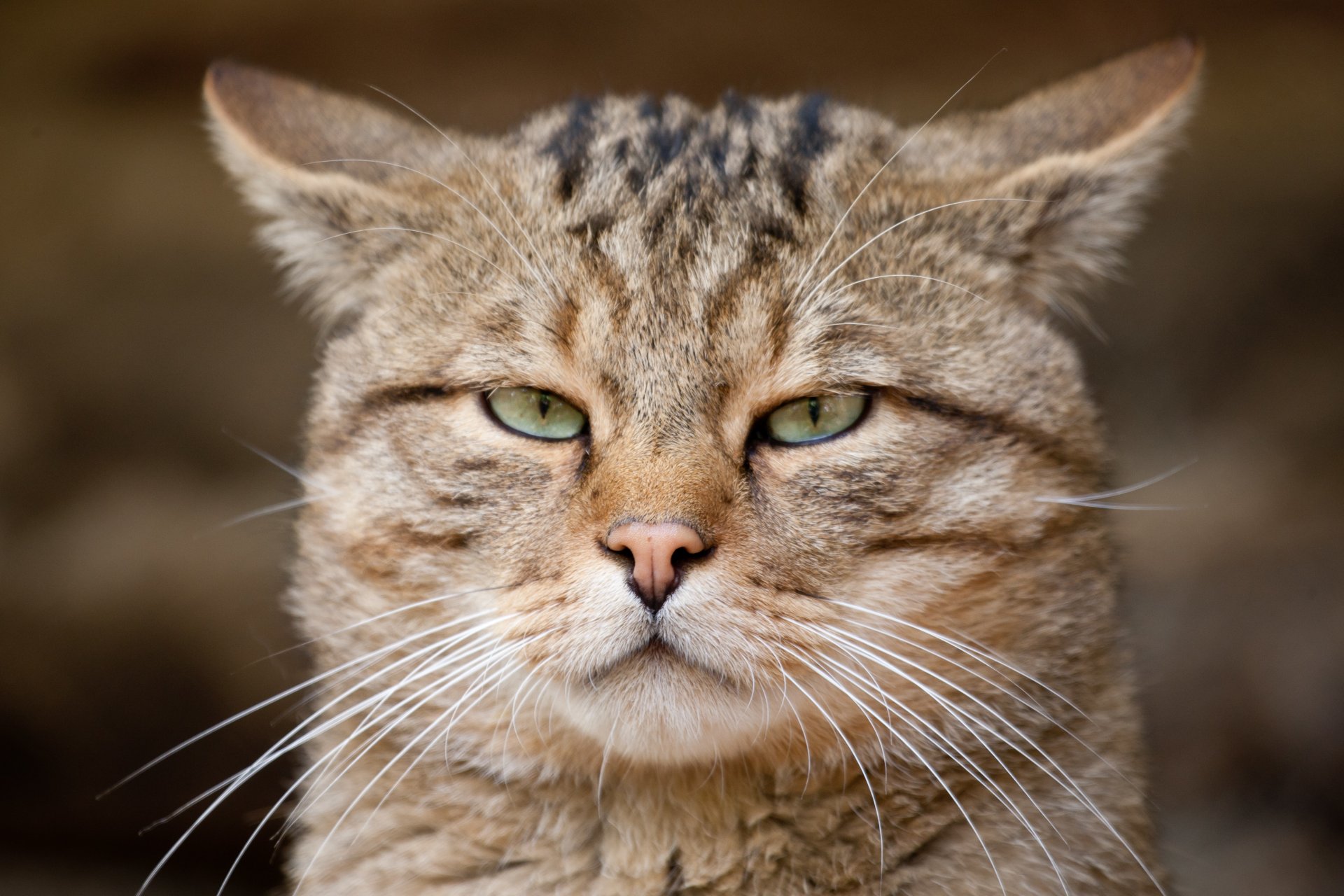 chat européen chat sauvage museau vue