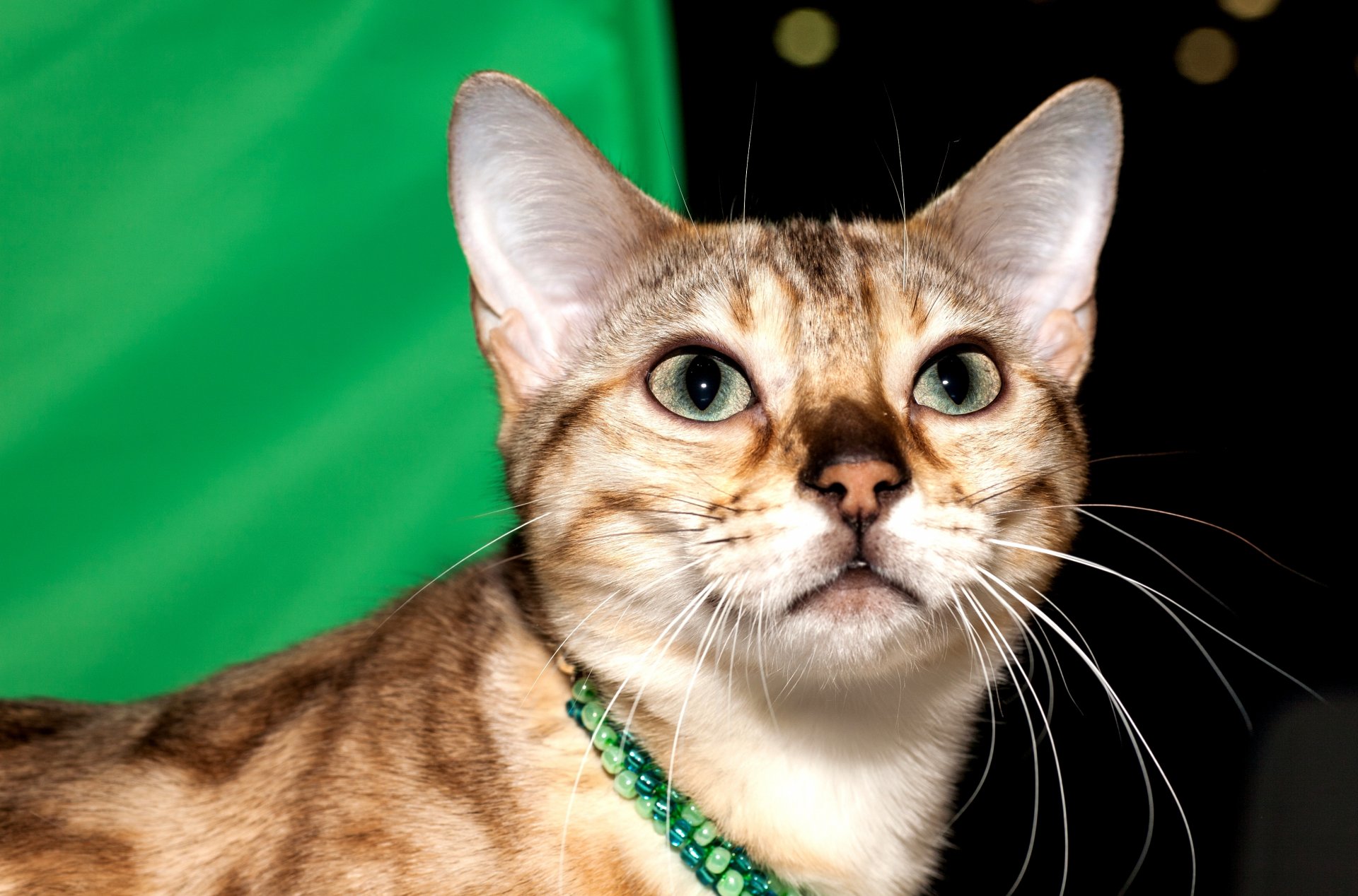 cat bengali black-spotted face eyes view