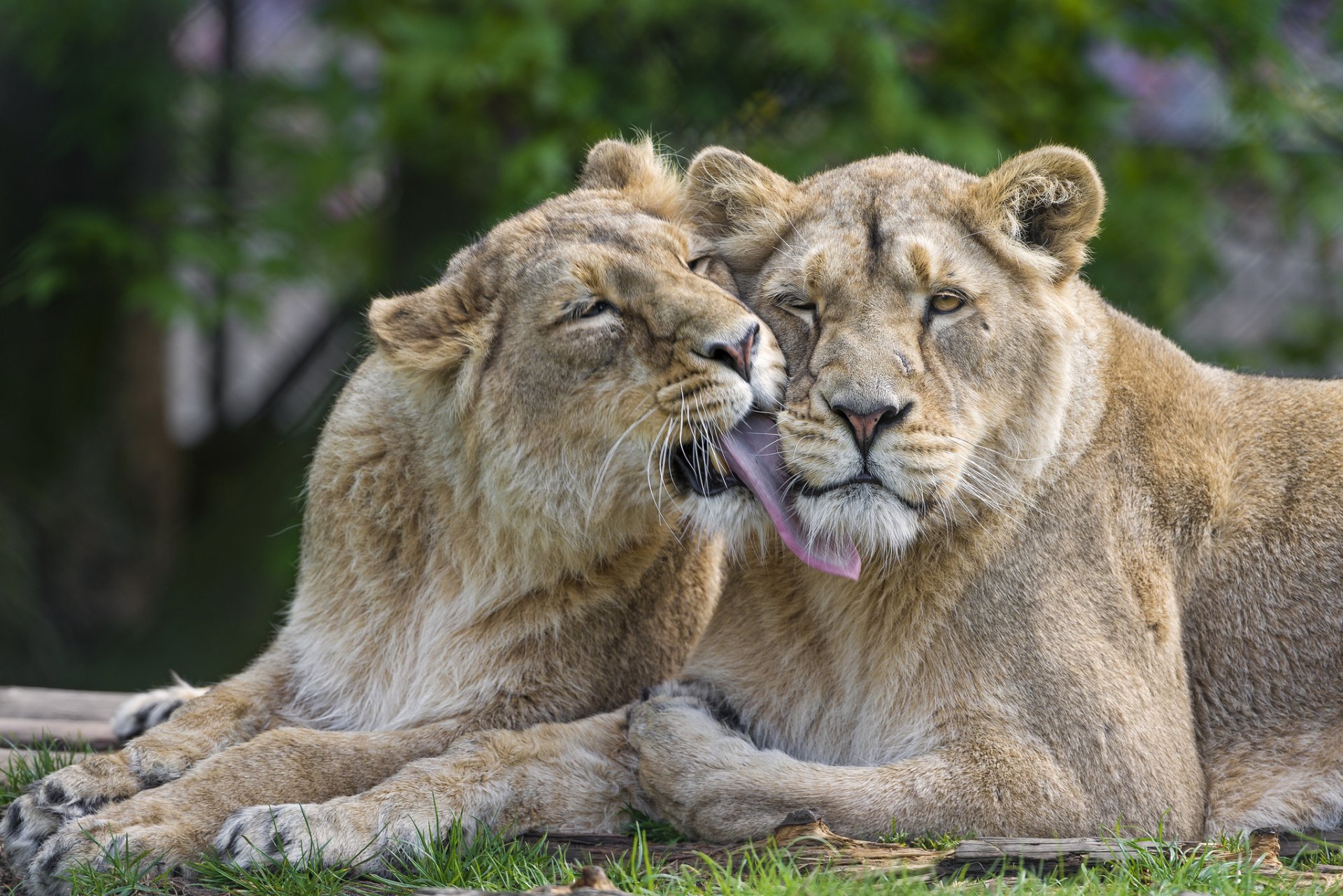 львы кошки львица любовь пара ©tambako the jaguar