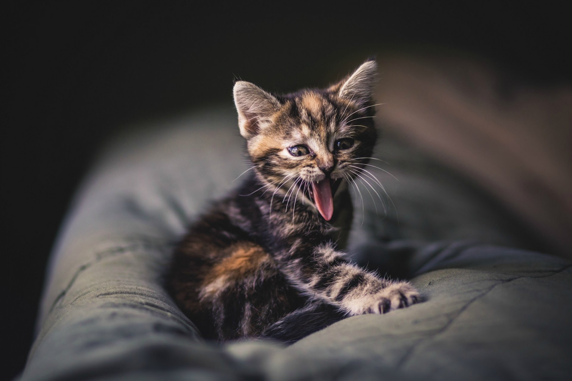 chaton enfant gris rayé moustache langue bâillement