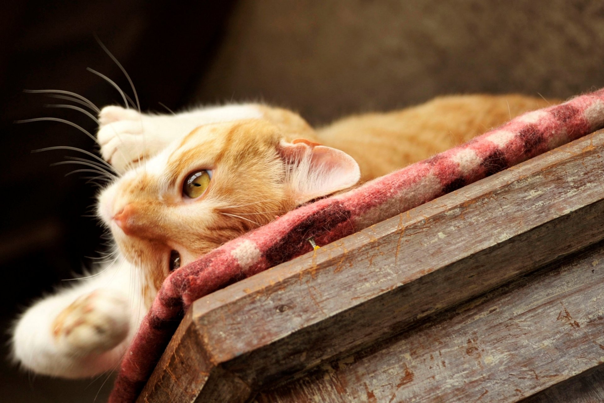 gato gato pelirroja perezoso patas bigote escritorio se encuentra