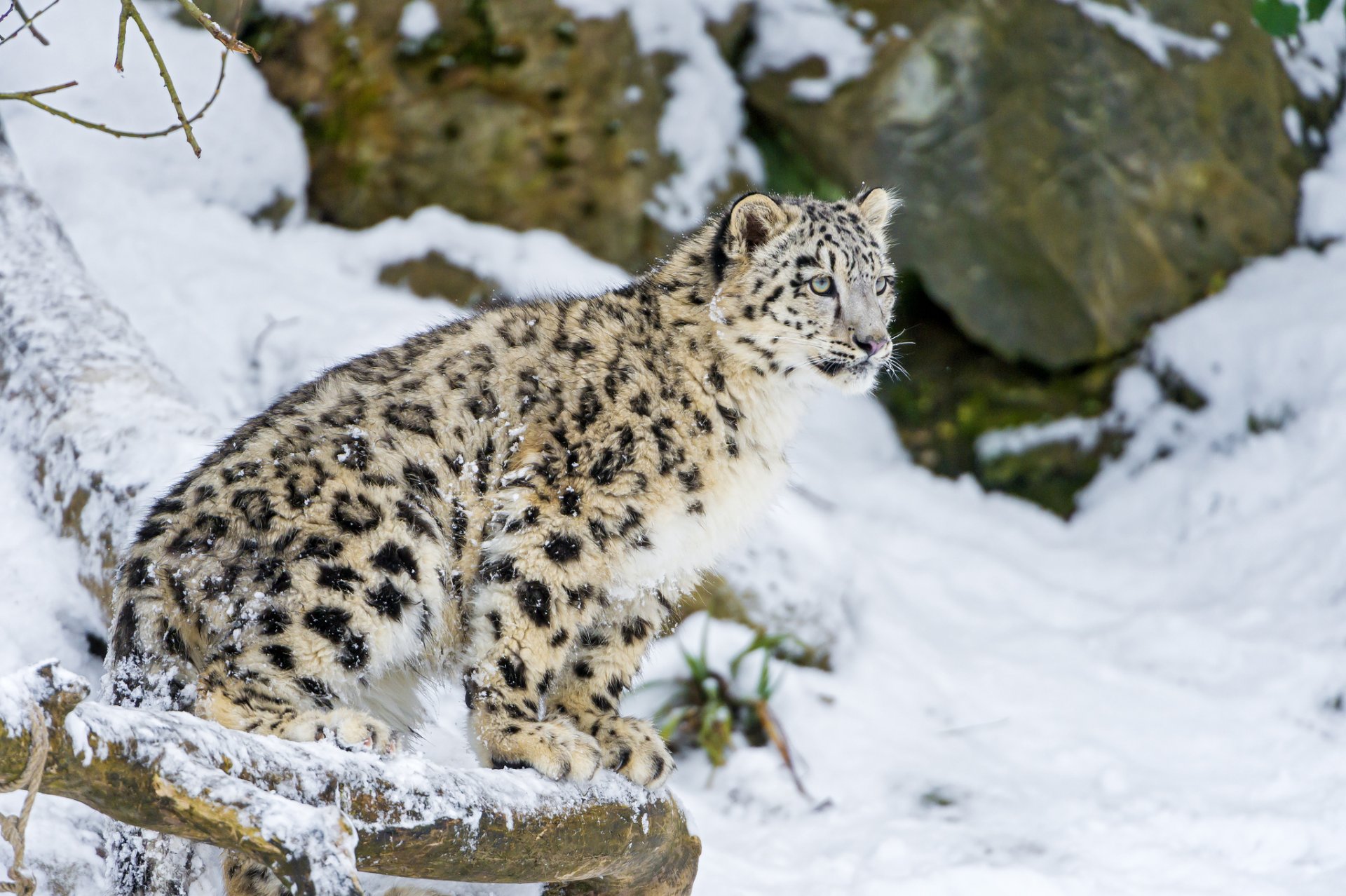 снежный барс кошка котенок ирбис зима снег ©tambako the jaguar