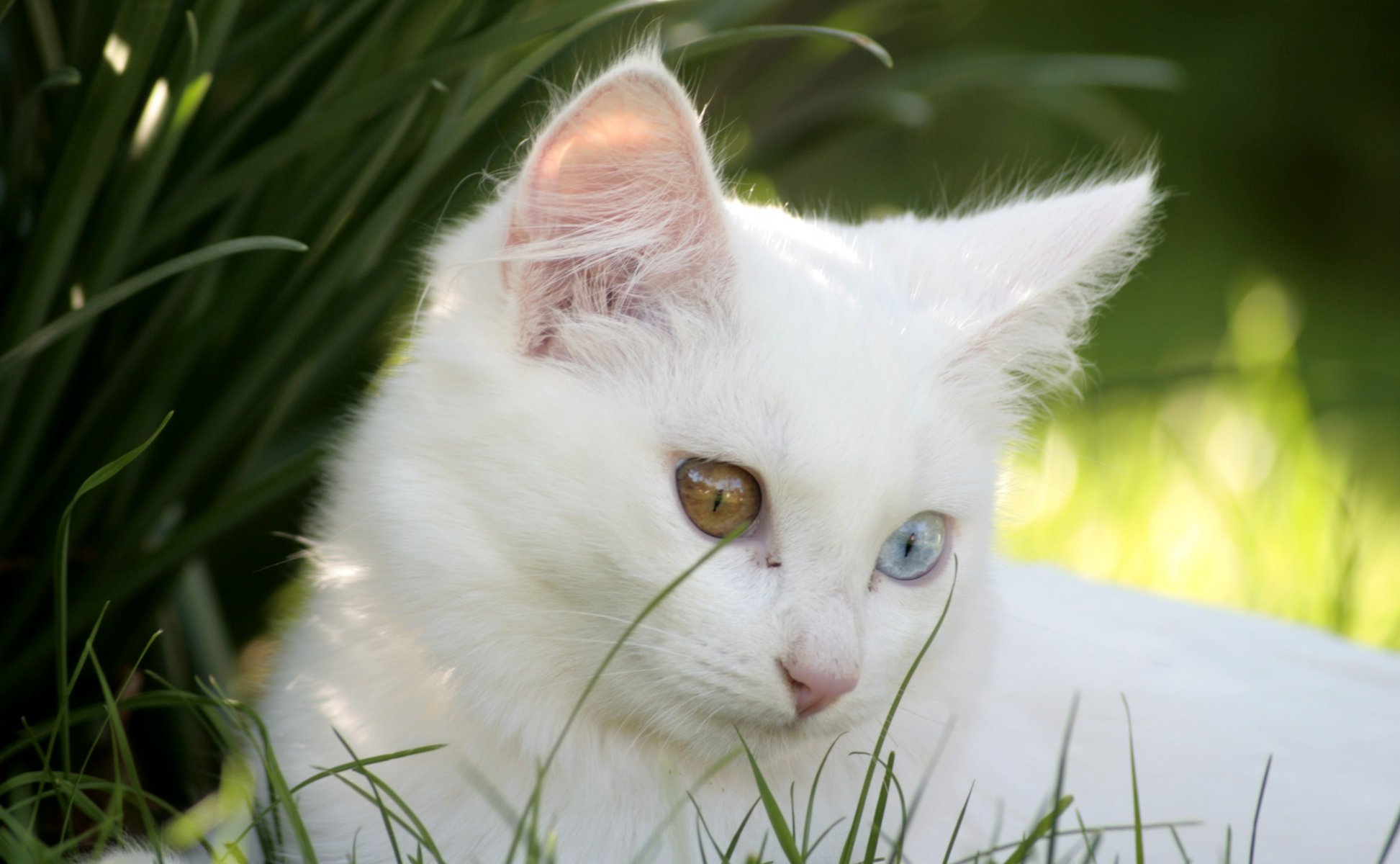 katze weiß kätzchen verschiedene augen