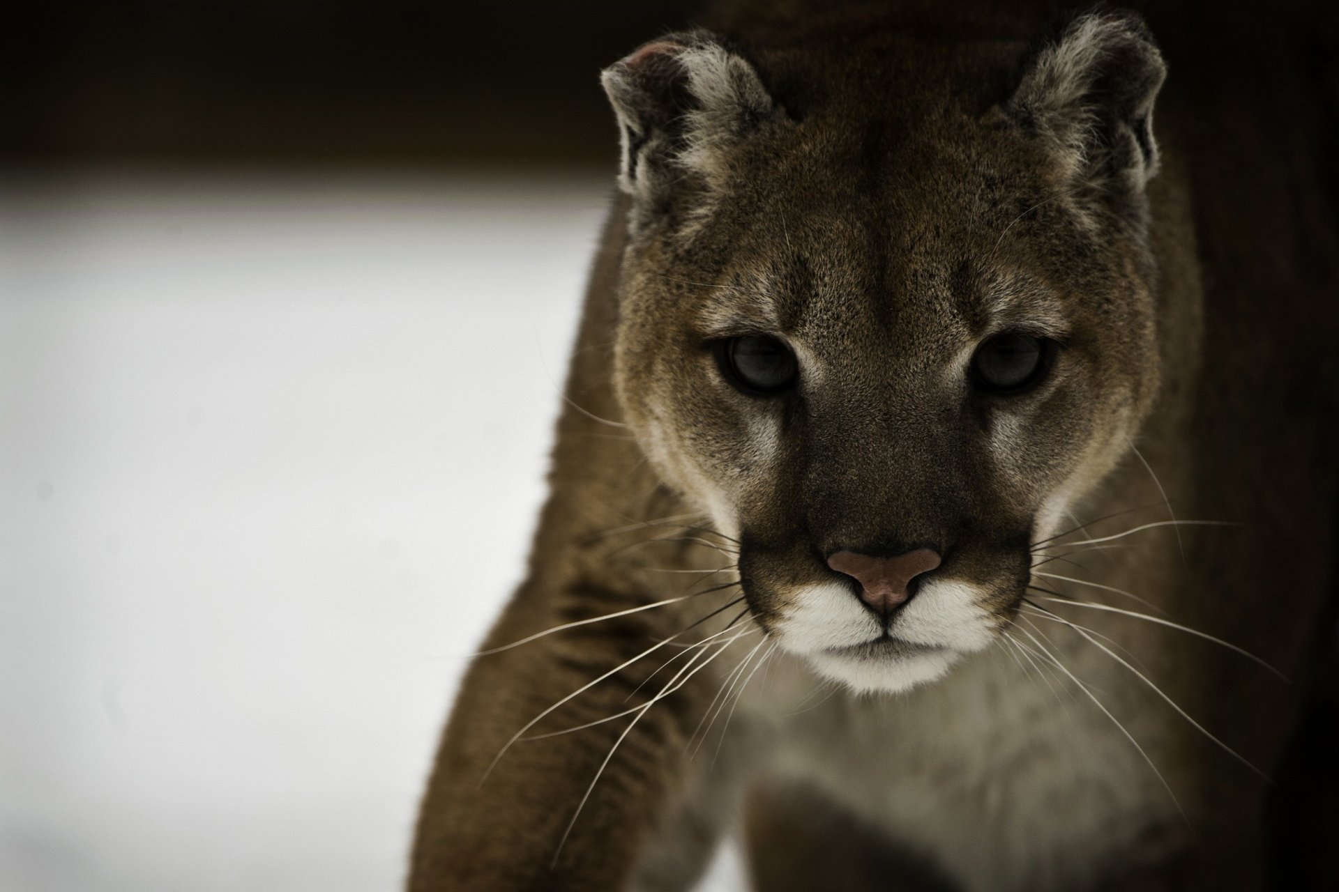 puma cougar mountain lion wild cat predator face