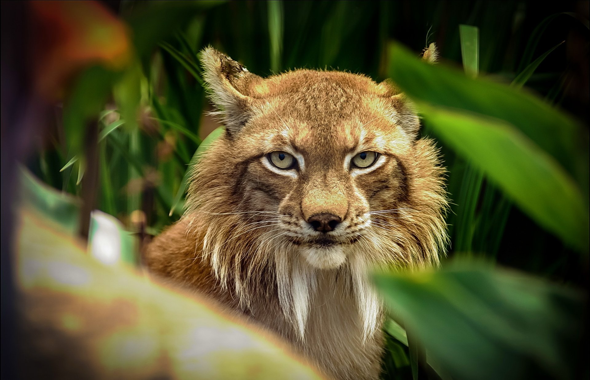 lynx prédateur vue feuillage flou