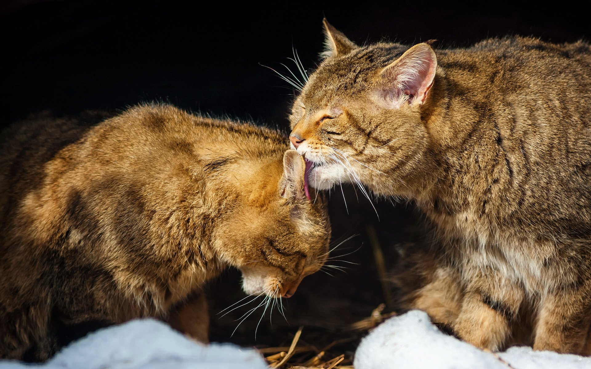 katzen natur hintergrund