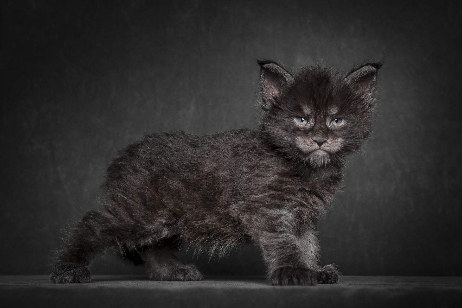 maine coon chaton chat noir fond