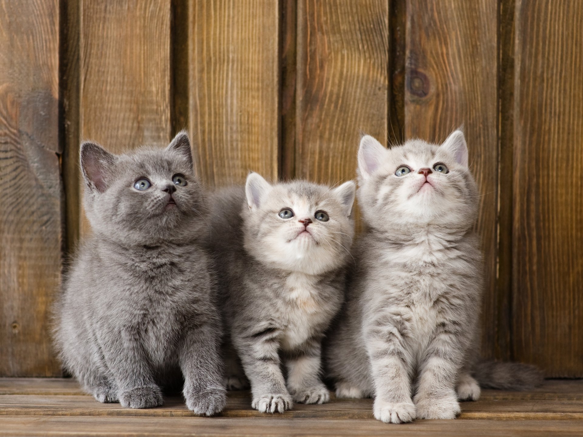 gattini bambini trinità trio