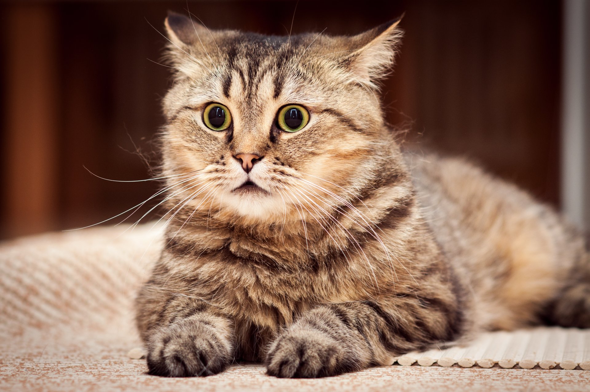 gato mirada gato apoyado