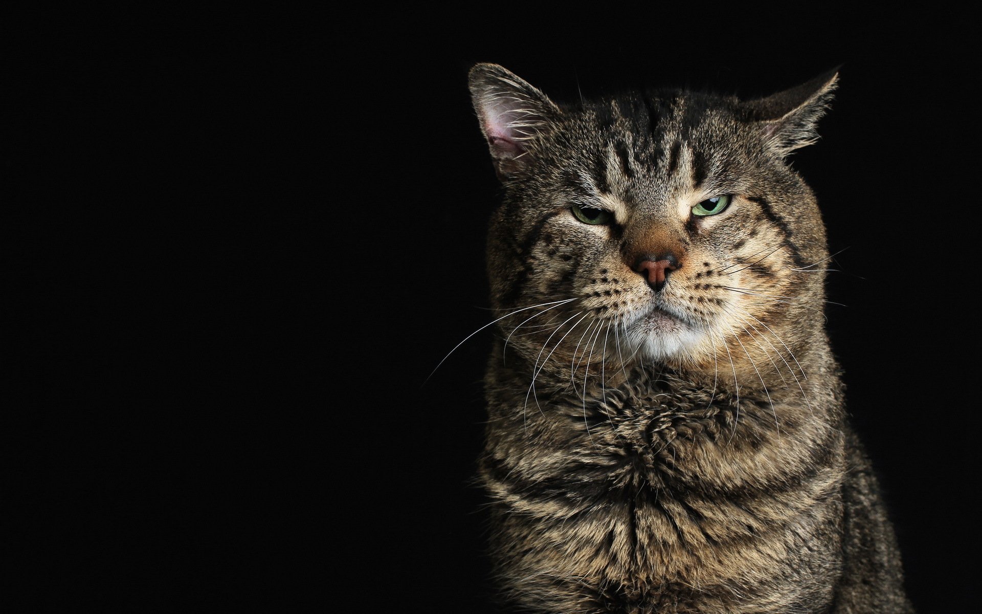 chat vue fond