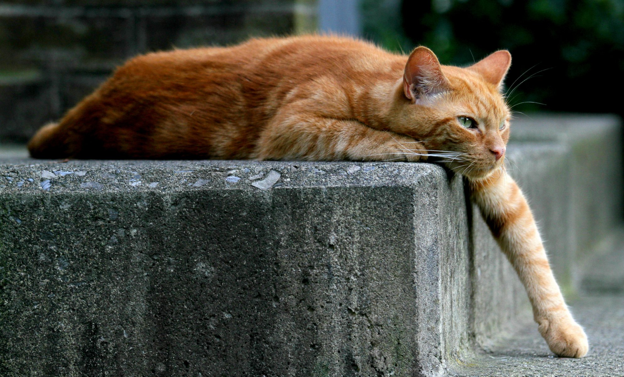 gatto gatto rosso zampa si trova