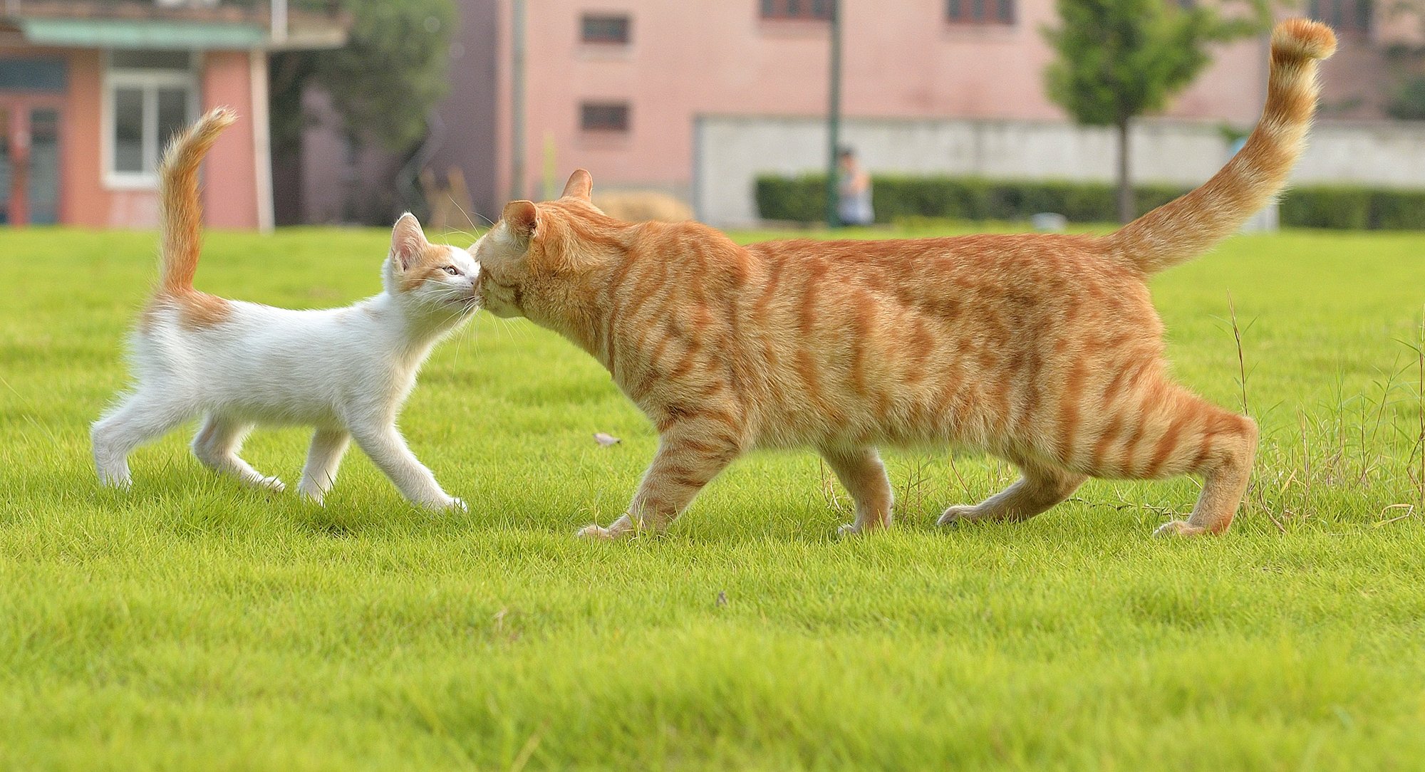 gatto incontro erba