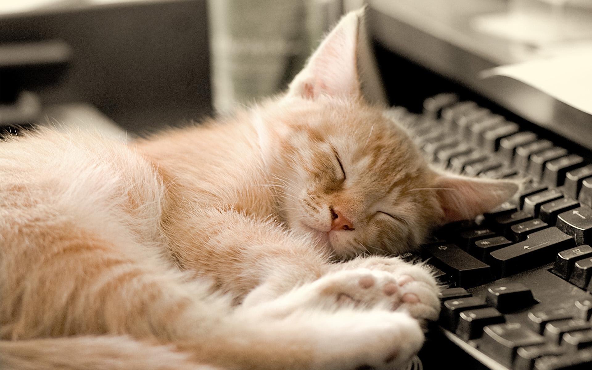 cat sleeping keyboard