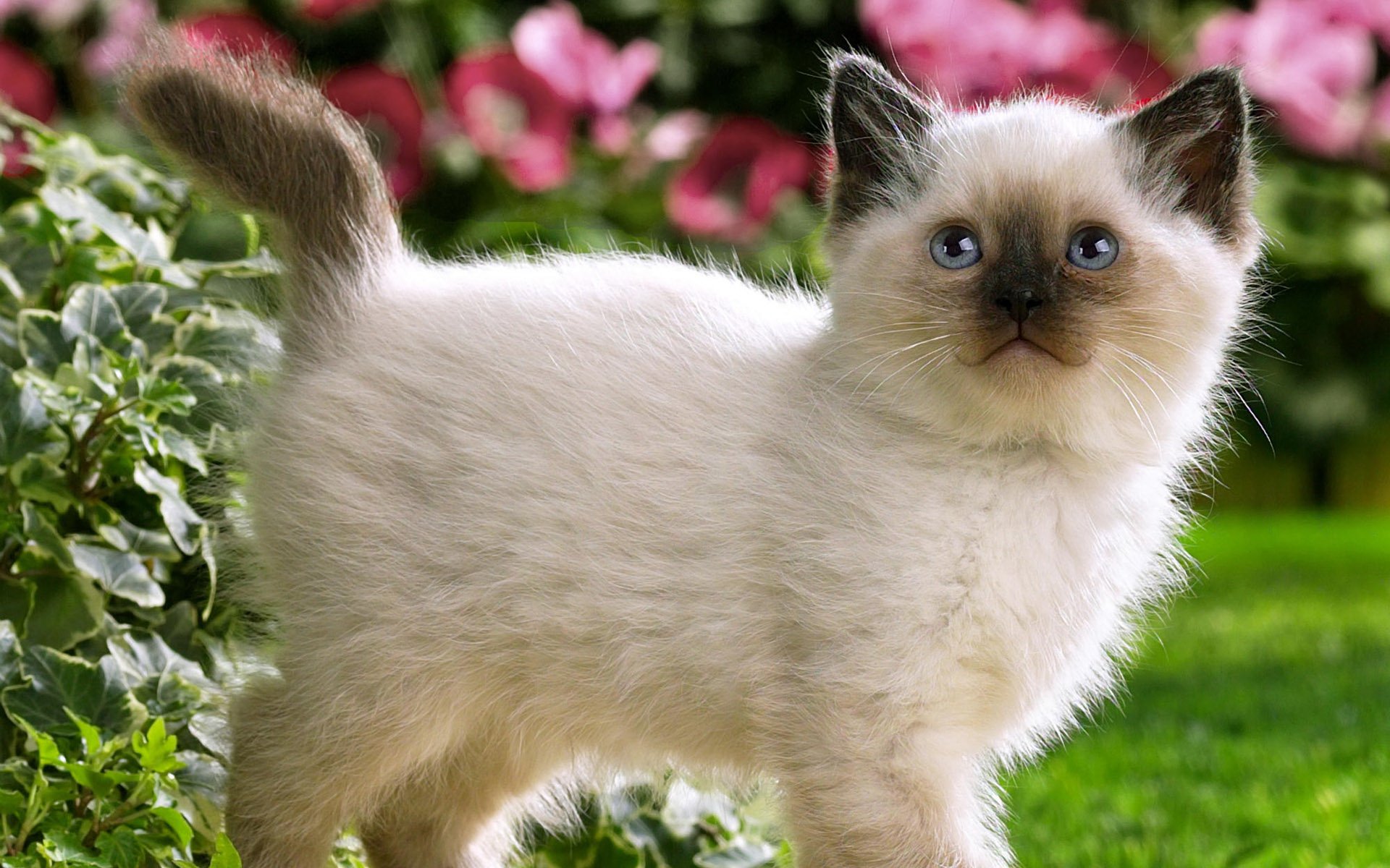 katzen katze kätzchen spaziergänge blumen