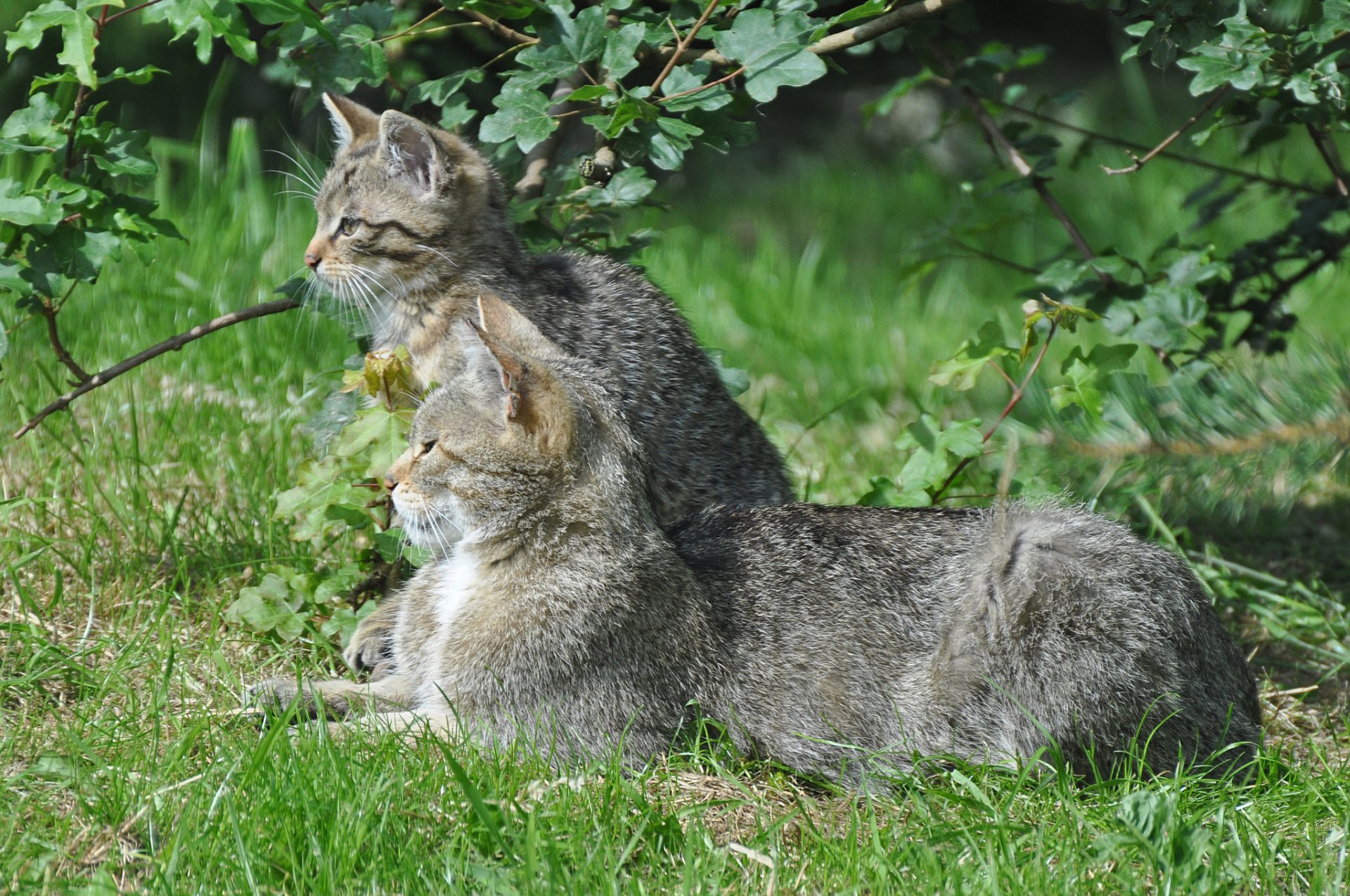 gatto selvatico gatto europeo gattino erba verde estate