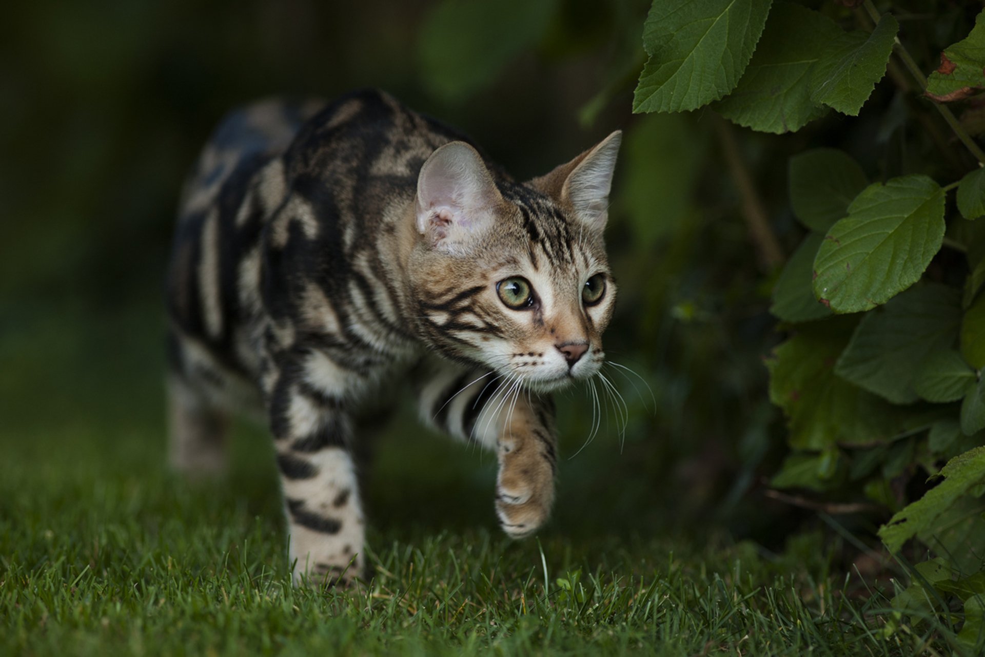 chat bengali bengale coloration vue jardin herbe été