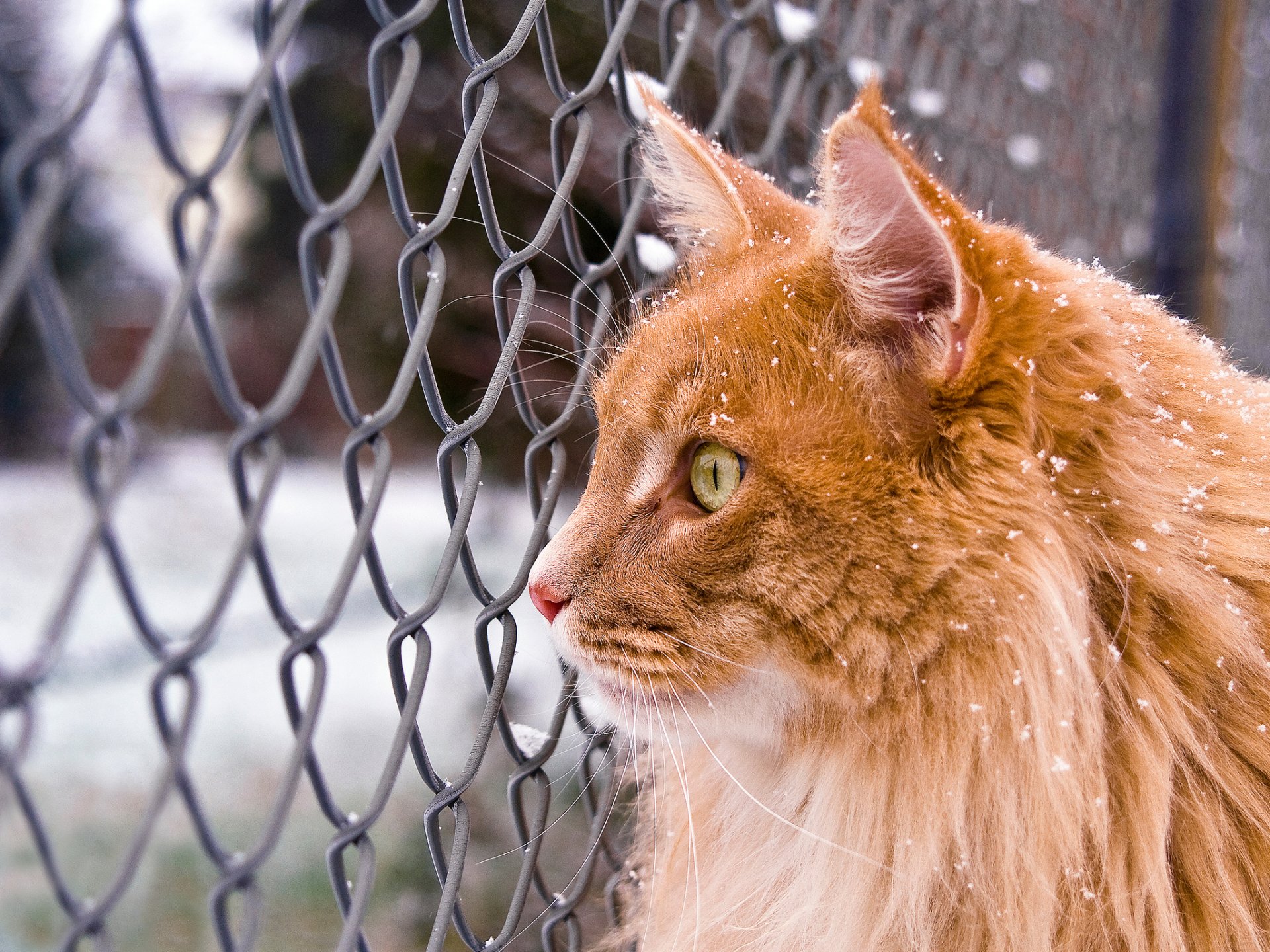 kot kot maine coon rudy śnieg zima siatka wygląd