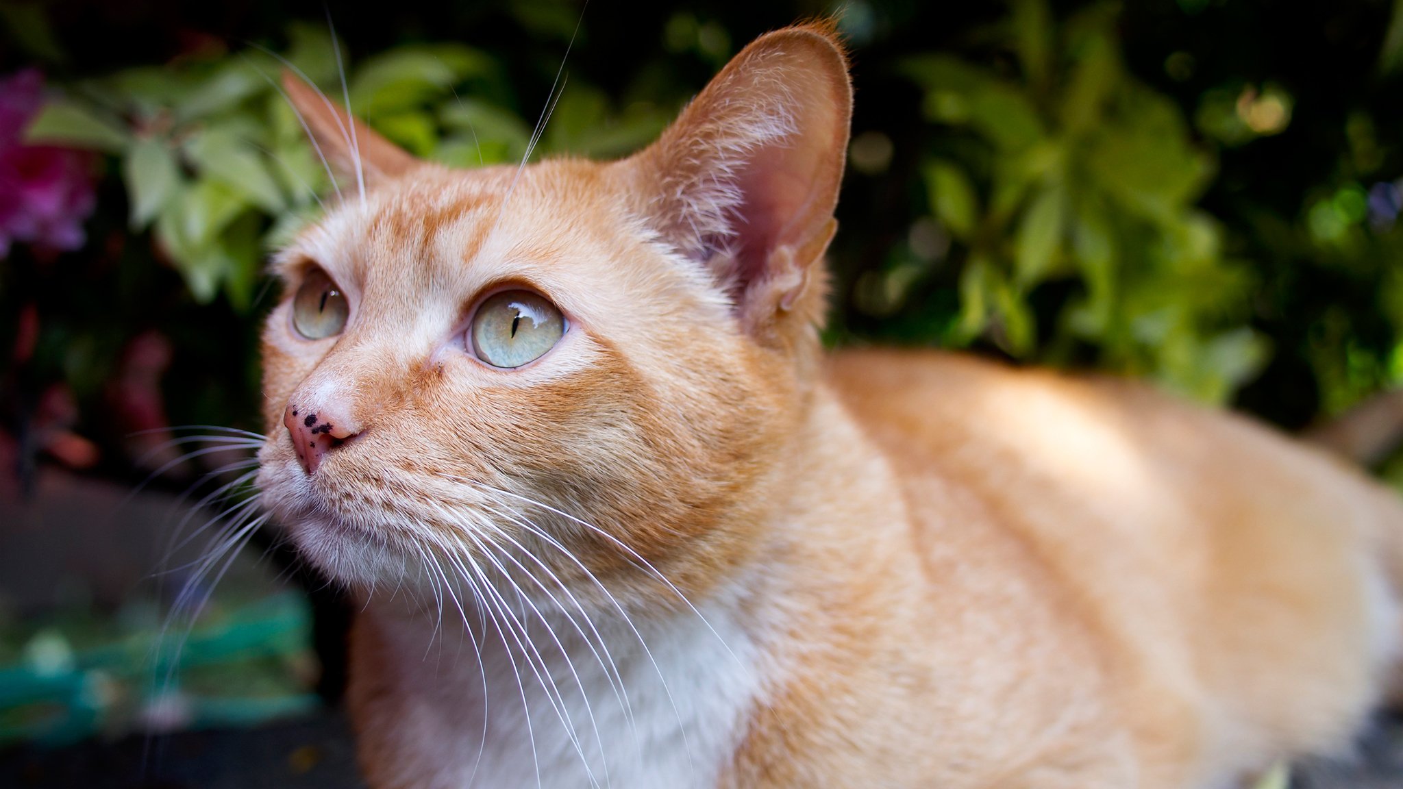 rousse chat regard