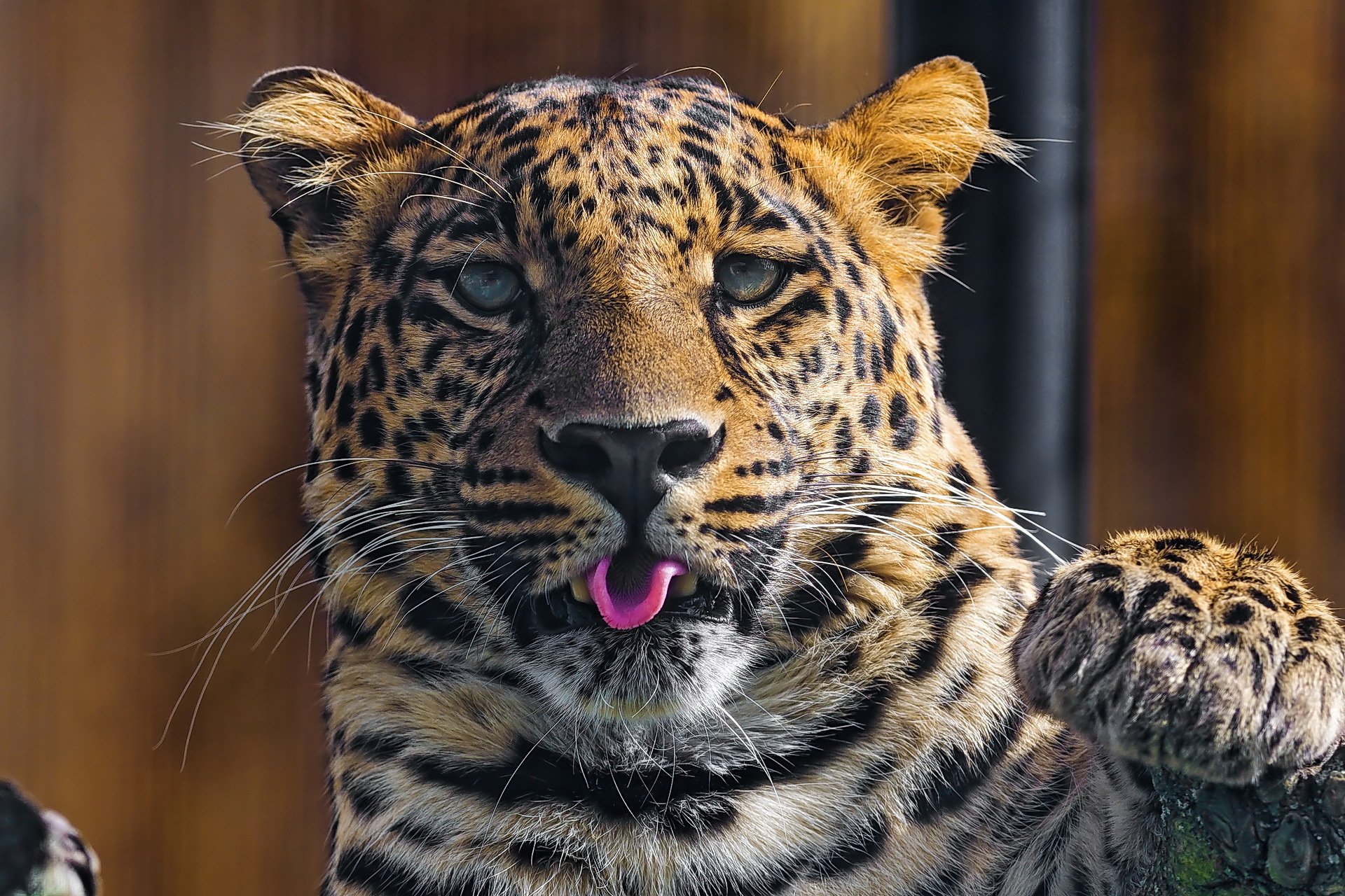 leopardo mirada hocico lengua