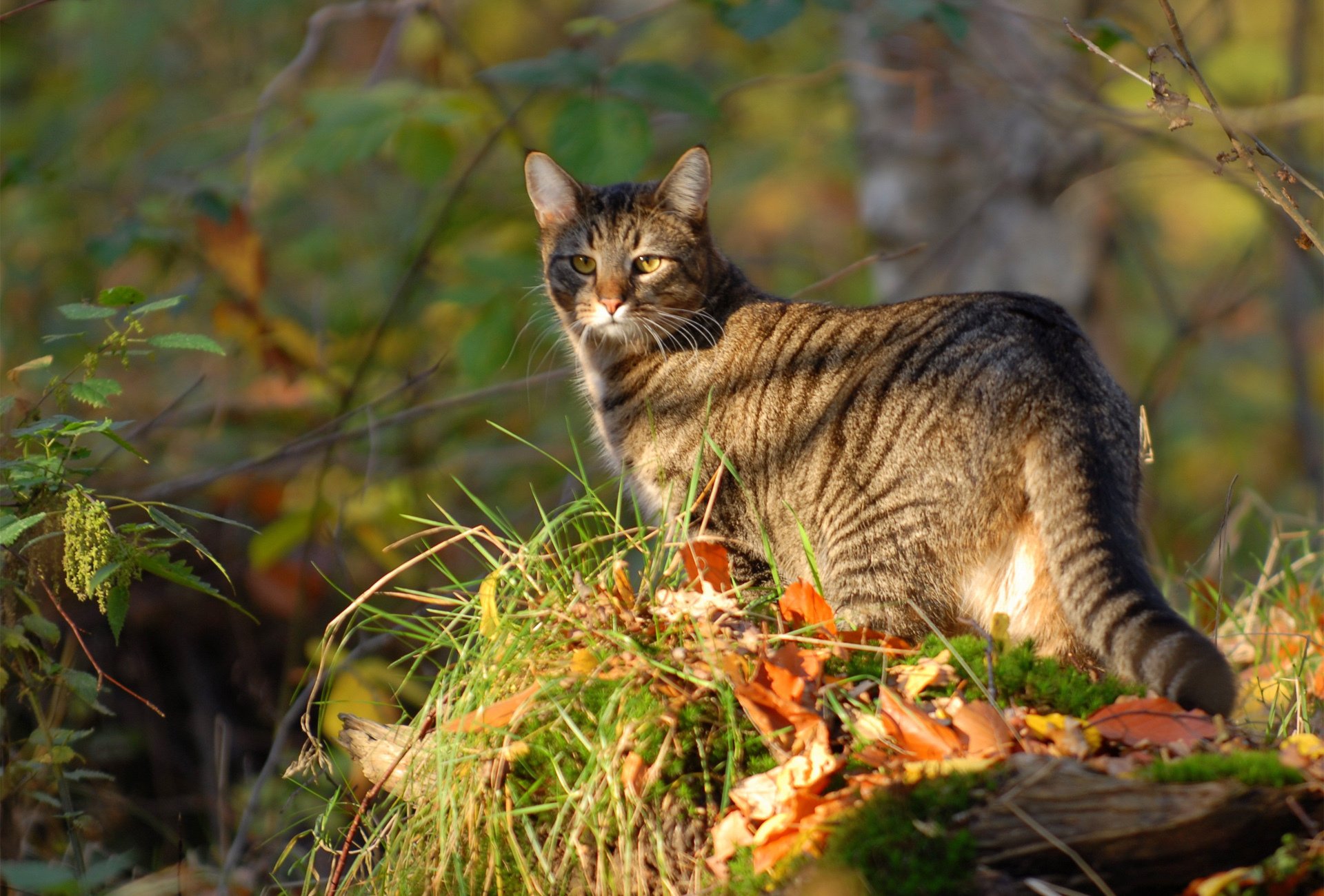 кот кошка природа листья трава прогулка